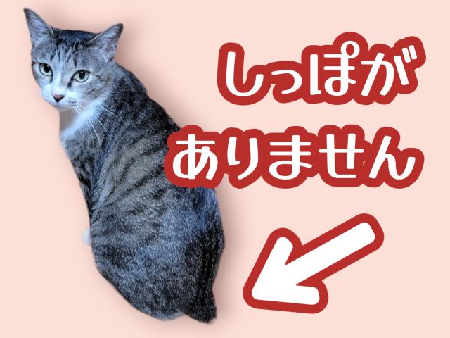 モカ