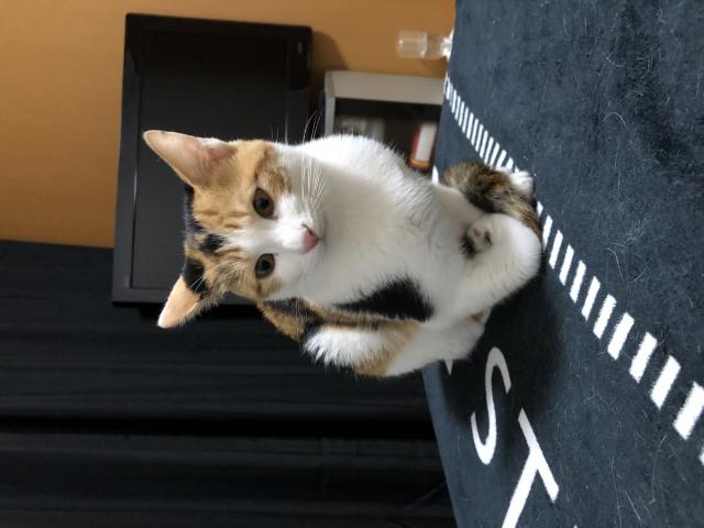 シュガー
