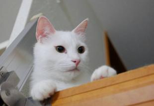 しろべえ