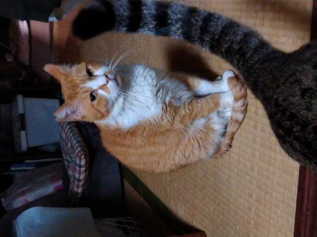 ぶなお