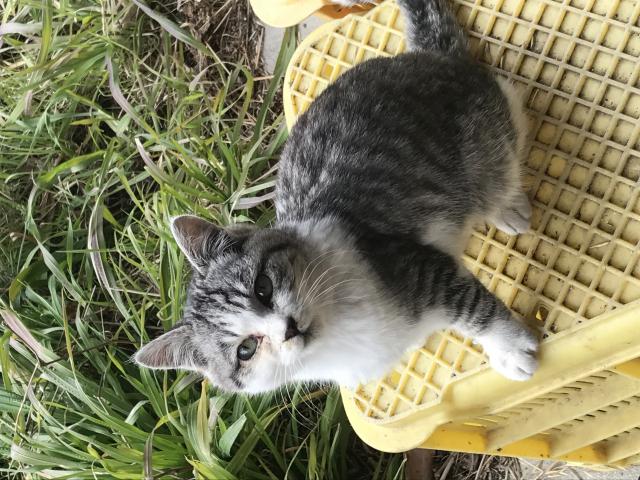 きぃちゃん