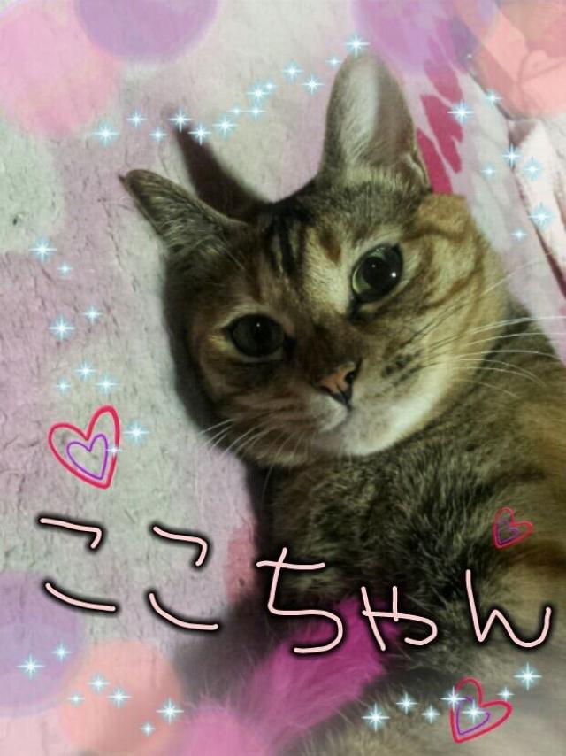 ここちゃん