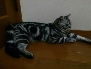 ゴン