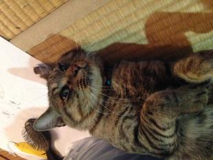 シナモン