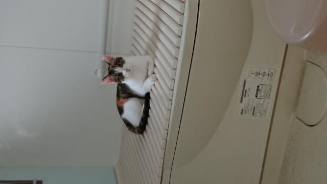 み〜こ