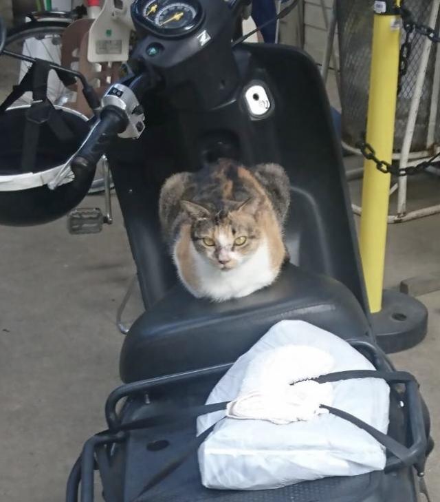チビ