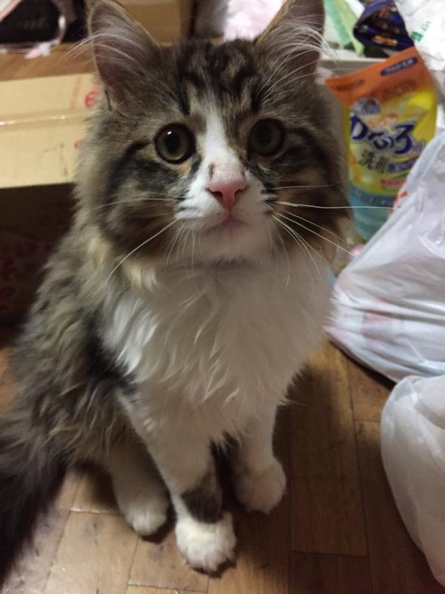 なな