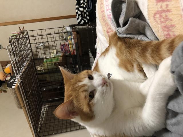 ミィ
