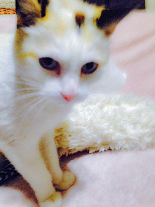 ミケ