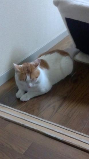 チャト