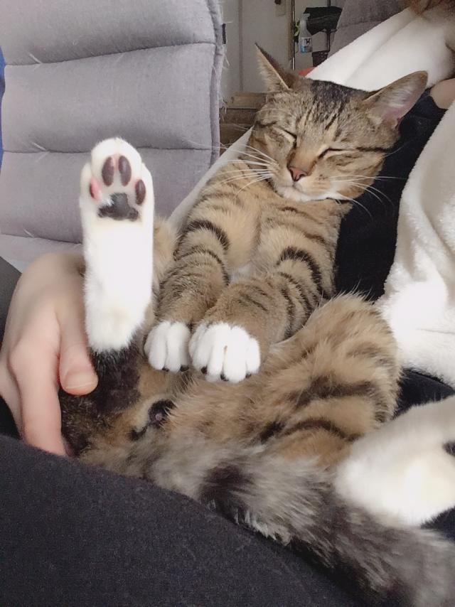 小太郎