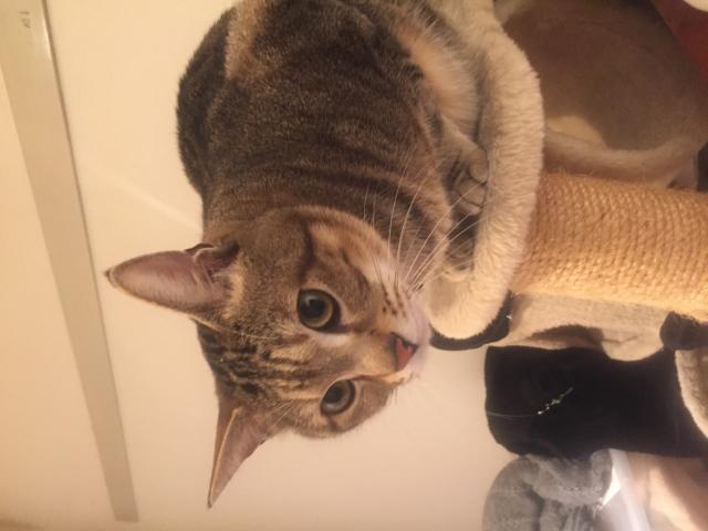 きな