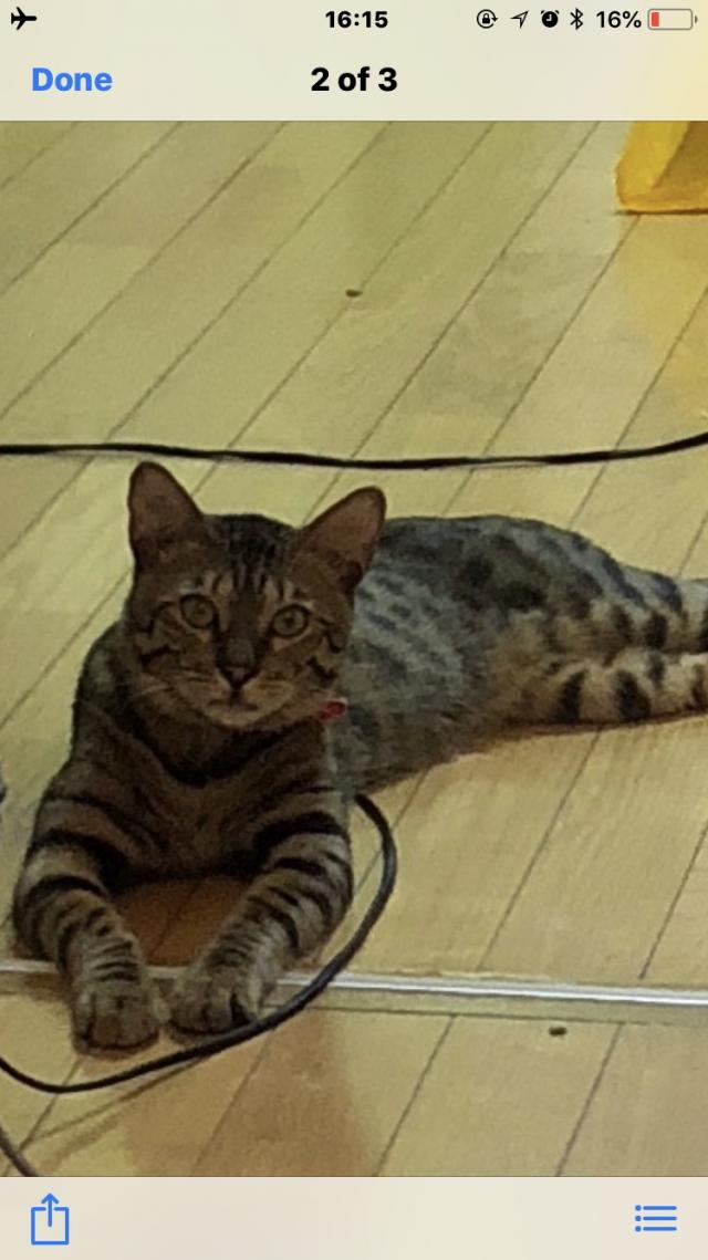 チビ