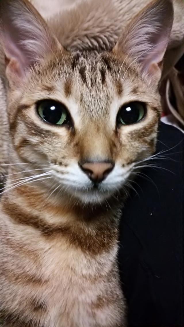 マメ