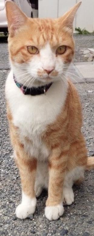 きなこ