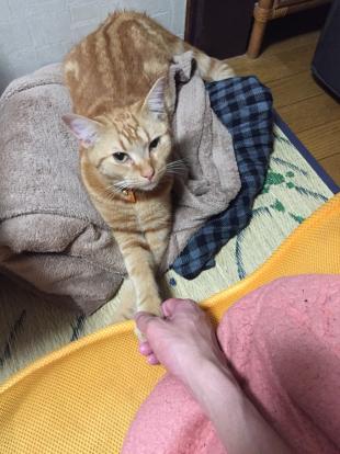 かなめ