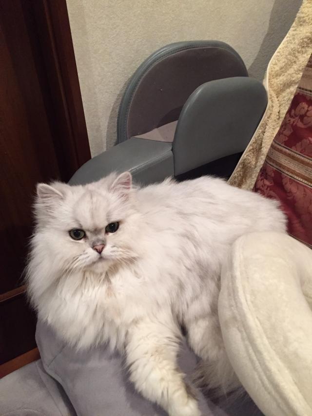 モモ