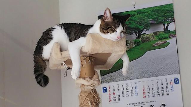 にゃーちゃん