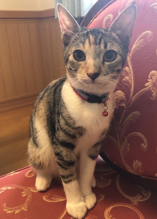 もも