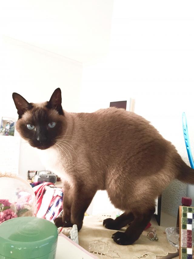 タント