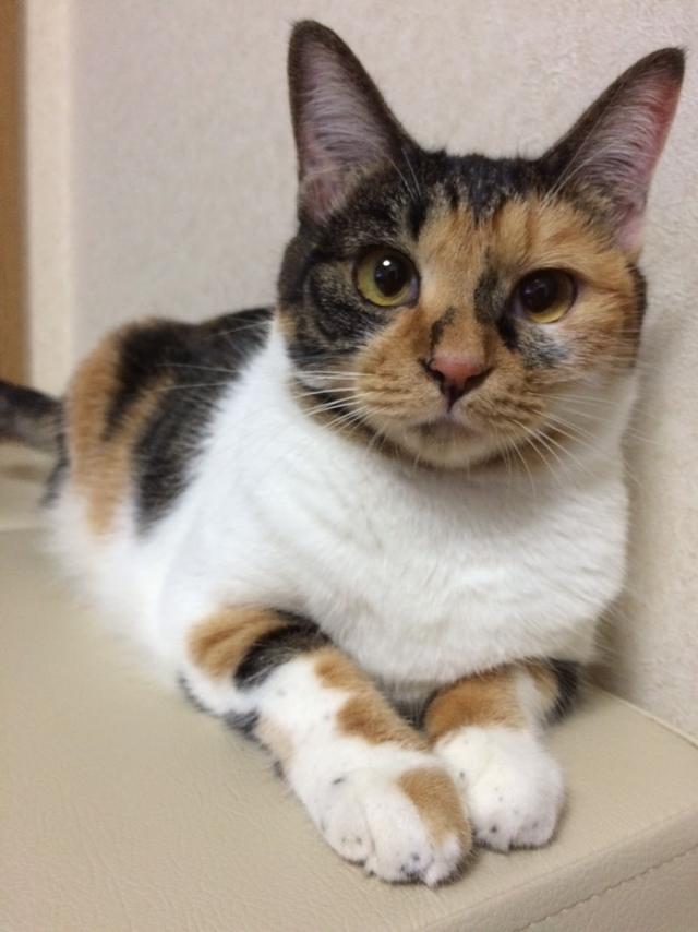 みぃちゃん
