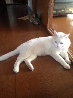 いち（白ねこ、目はブルー）