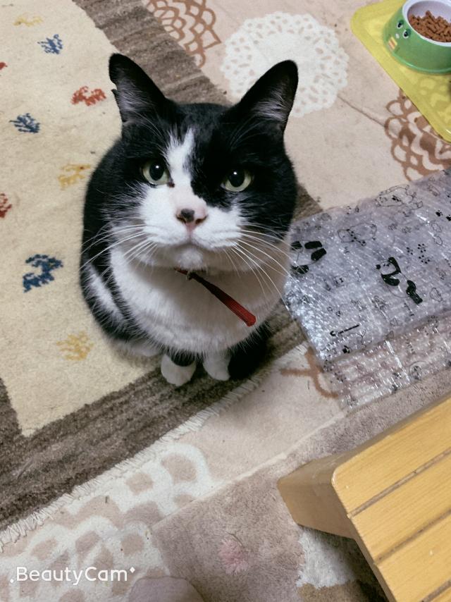 めめちゃん