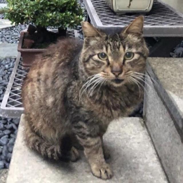 ごんちゃん