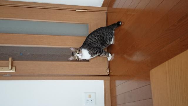 こじろう