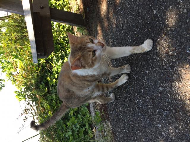 チビ