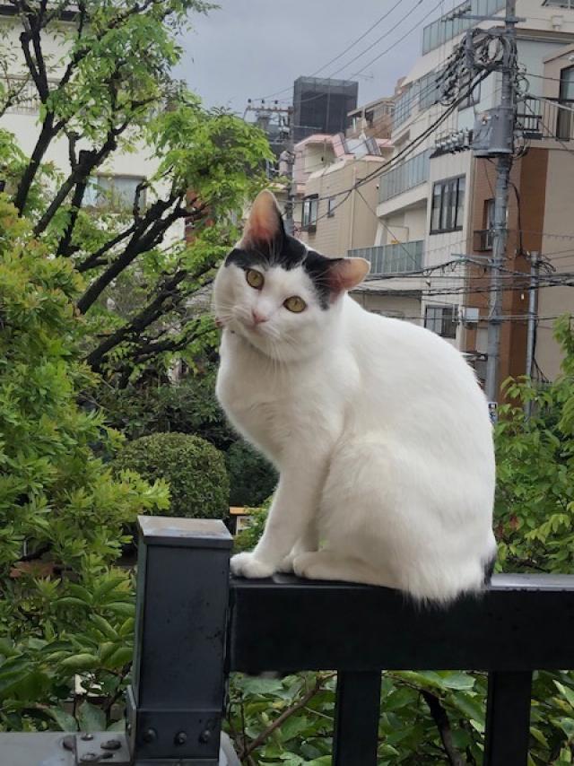 リュウ