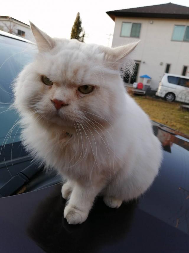 ぺるる