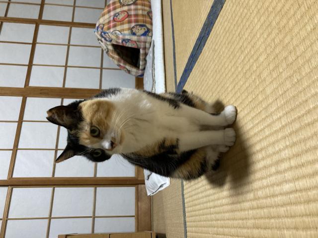 ミコ