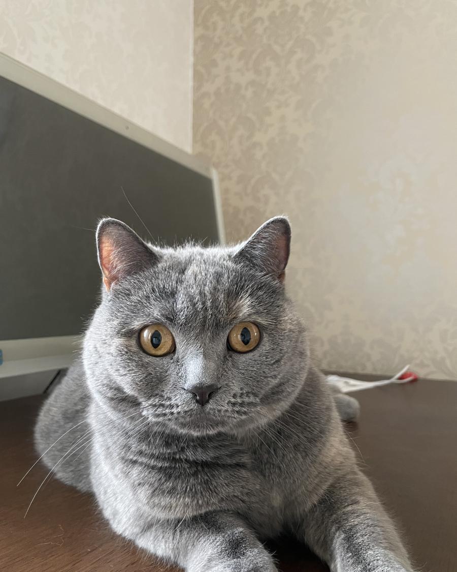 タマ