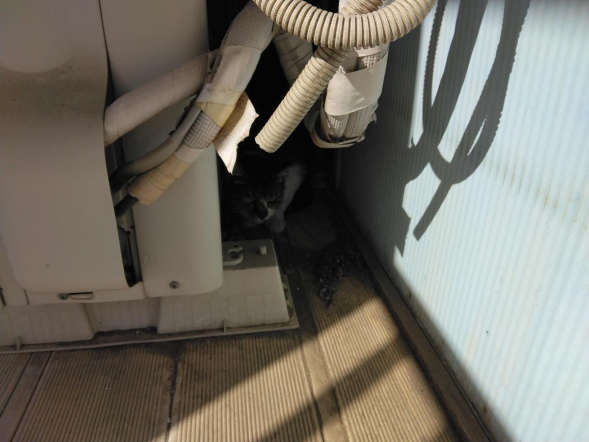 キジ白の猫
