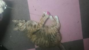 はる