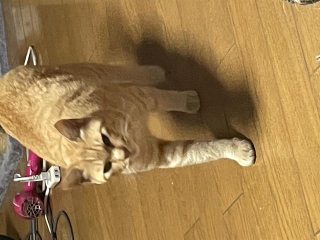 ニャンタ