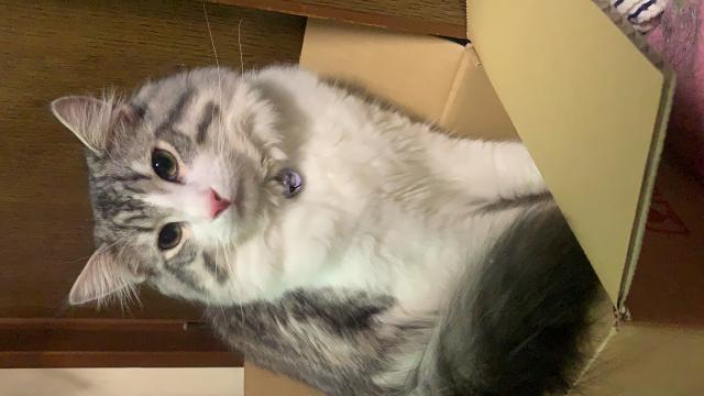 シュシュ