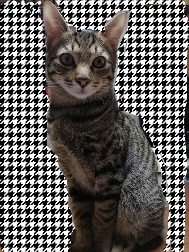 うずら