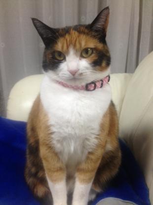 にゃじこ