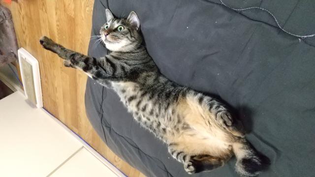 こはく