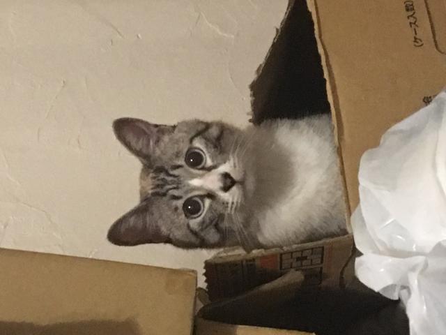 きなこ