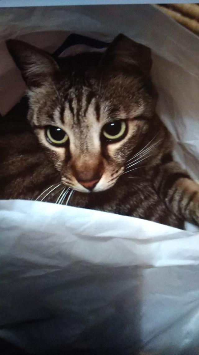 ララ