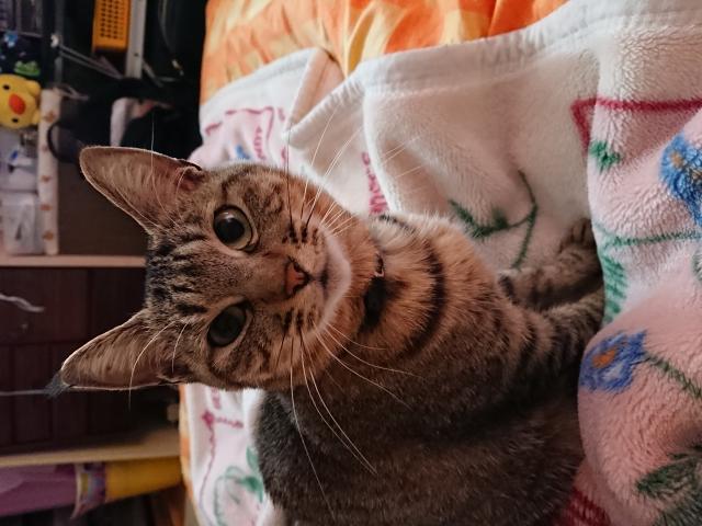 キキ