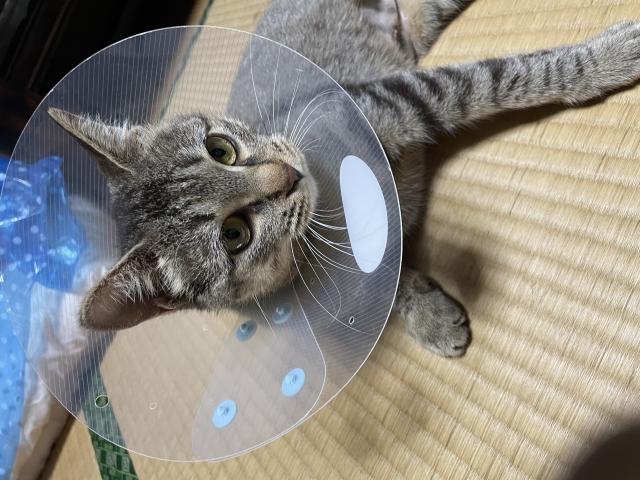 ちゃちゃまる