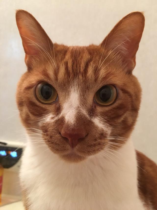 ルー