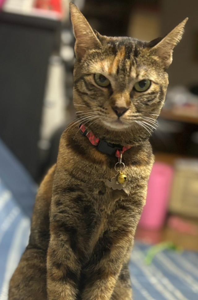 ゆき