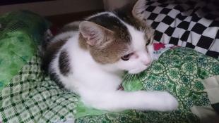 ミル