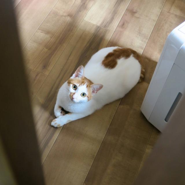 すーちゃん
