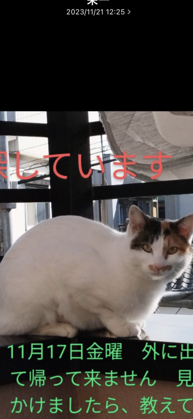 ミーシャ